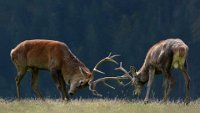 301 - DUELING - BLEYEN LIVINUS - belgium